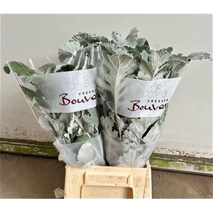 Senecio Angel Wings