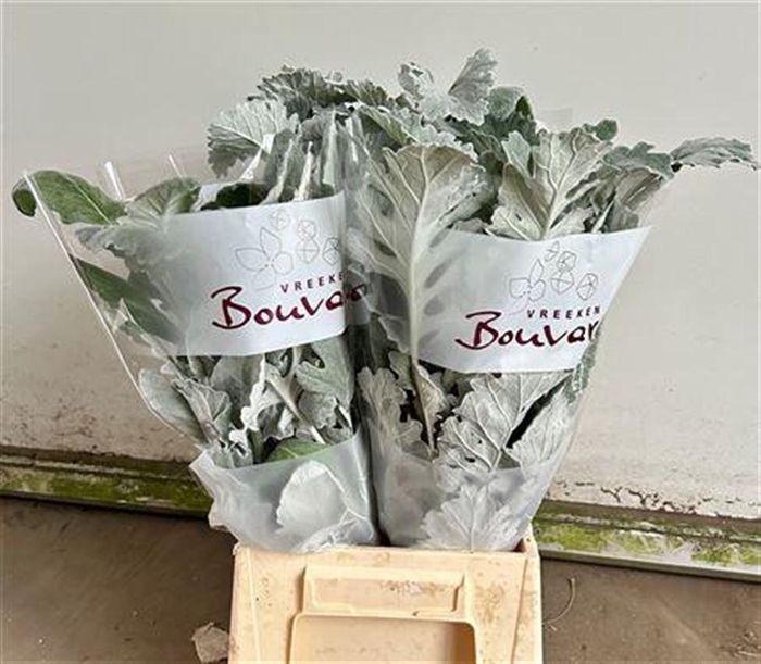 <h4>Senecio Angel Wings</h4>