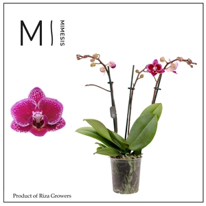 Phalaenopsis Hornglin 3 spike - 9cm | Mimesis