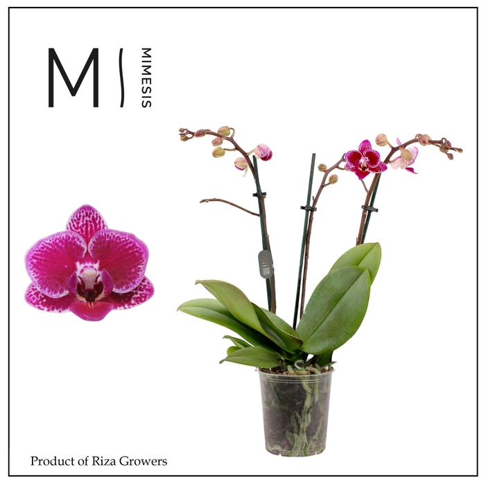 <h4>Phalaenopsis Hornglin 3 spike - 9cm | Mimesis</h4>