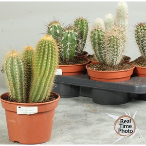 CACTUS OV