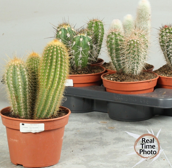 <h4>CACTUS OV</h4>