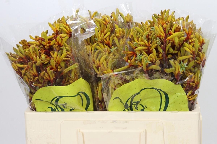 <h4>Anigozanthos Orange Velvet</h4>