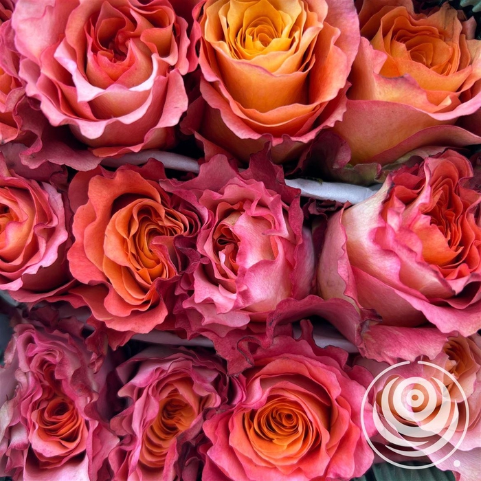 <h4>R Eq Free Spirit</h4>