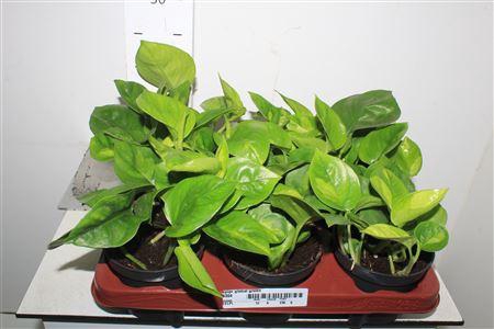 <h4>Epipr Global Green</h4>