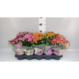 Chrysanthemum   ..GR mix