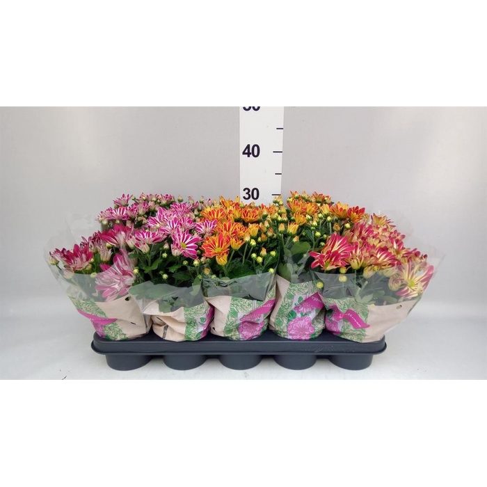 <h4>Chrysanthemum ..GR mix</h4>