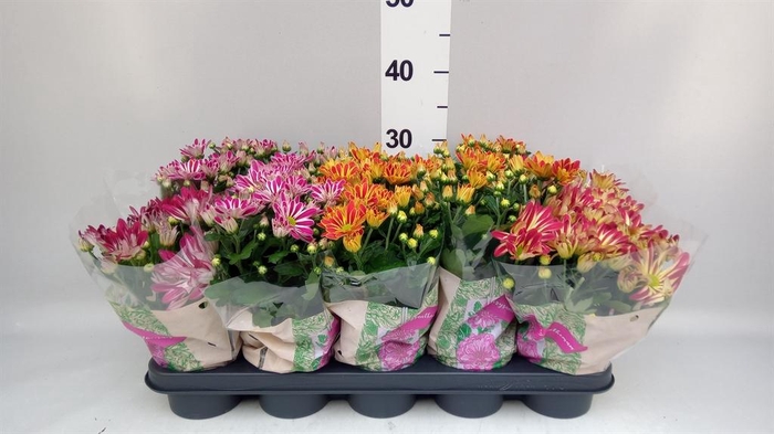 Chrysanthemum   ..GR mix