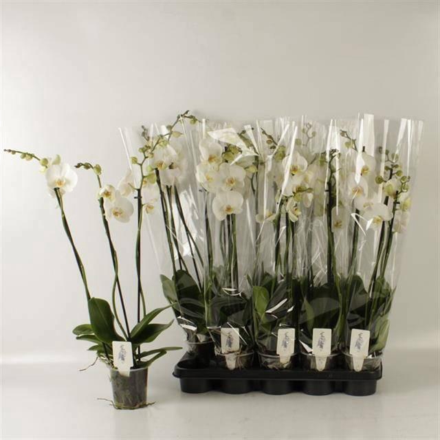 <h4>PHAL OV WIT</h4>