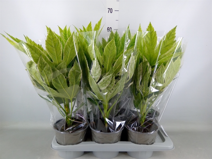 <h4>Fatsia japonica 'Variegata'</h4>