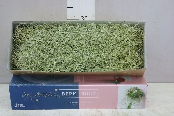 <h4>Tillandsia Usneoides 50cm</h4>