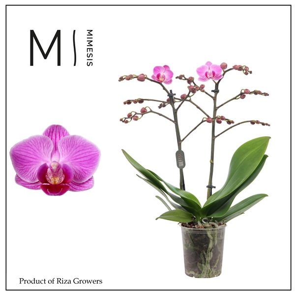 <h4>Mimesis Phal. Vienna - 2 spike 9cm</h4>