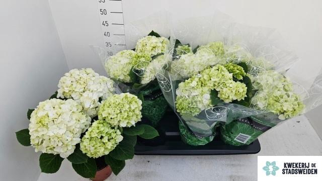 <h4>HYDR M MERLIN</h4>