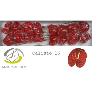 Anthurium Calisto