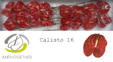 <h4>Anthurium Calisto</h4>