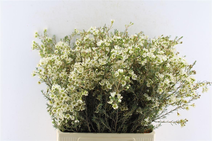 <h4>Chamelaucium Sirius White</h4>