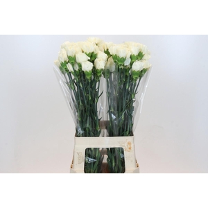 Dianthus St Rodas Creme