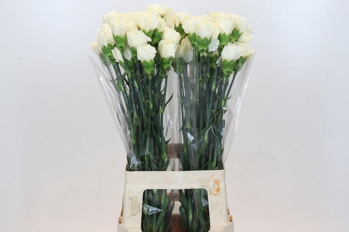 <h4>Dianthus St Rodas Creme</h4>