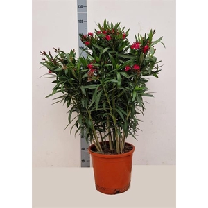 Nerium Oleander 30Ø 105cm
