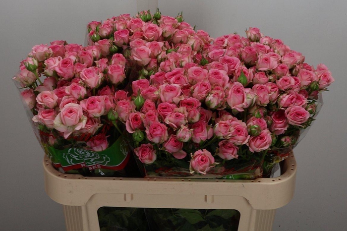 <h4>R Tr Tralala</h4>