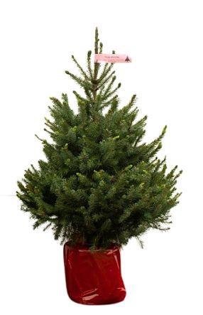 <h4>PICEA OMORIKA</h4>