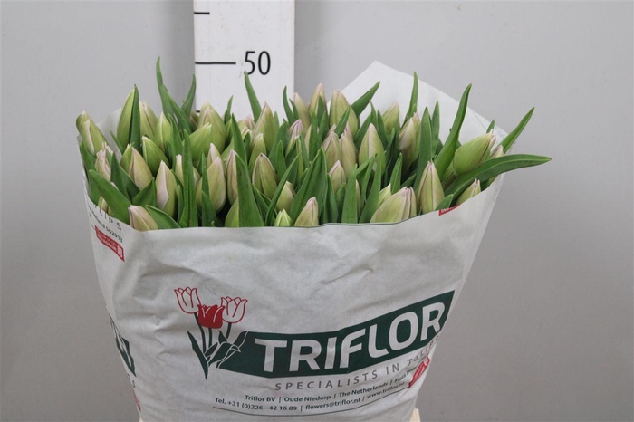 <h4>Tu En Sweet Breeze</h4>