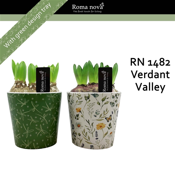 <h4>Arrangementen Hyacinthus 6%</h4>