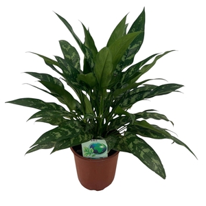 Aglaonema Maria P24