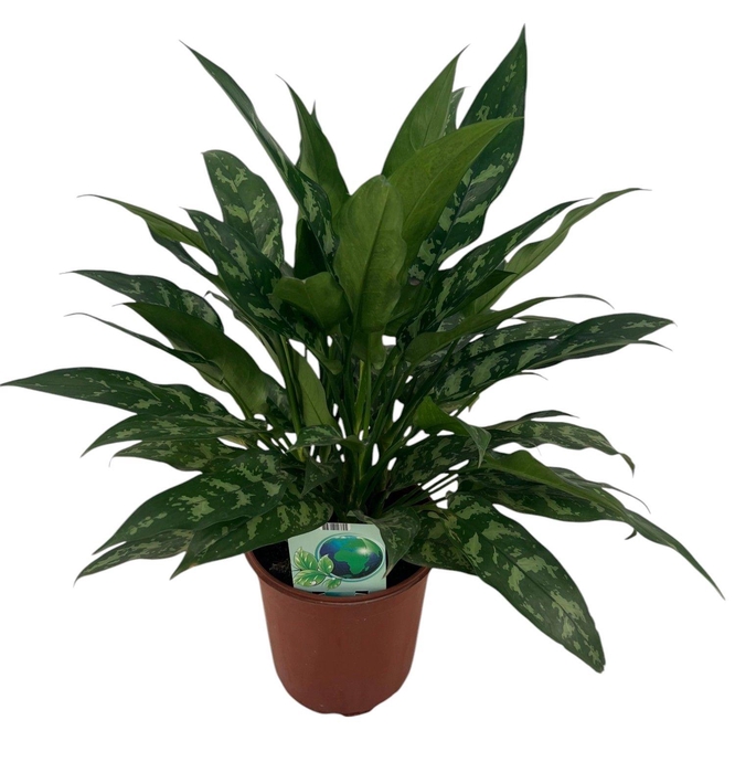 <h4>Aglaonema Maria P24</h4>