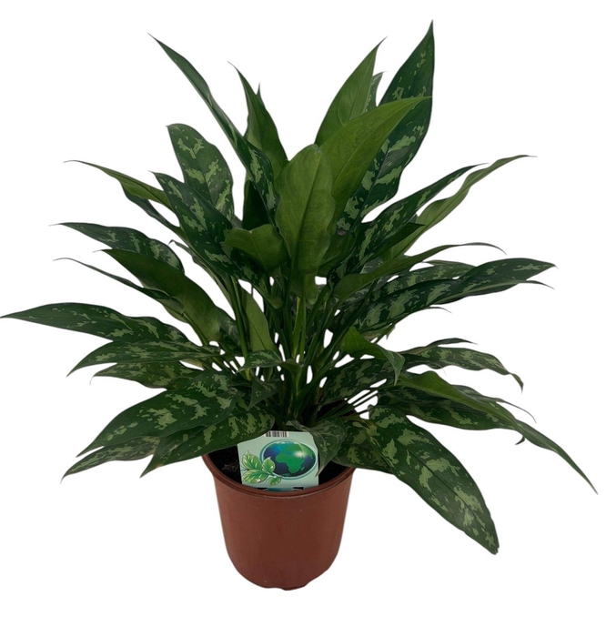 <h4>Aglaonema Maria P24</h4>