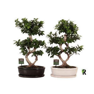 Ficus Mi Ginseng