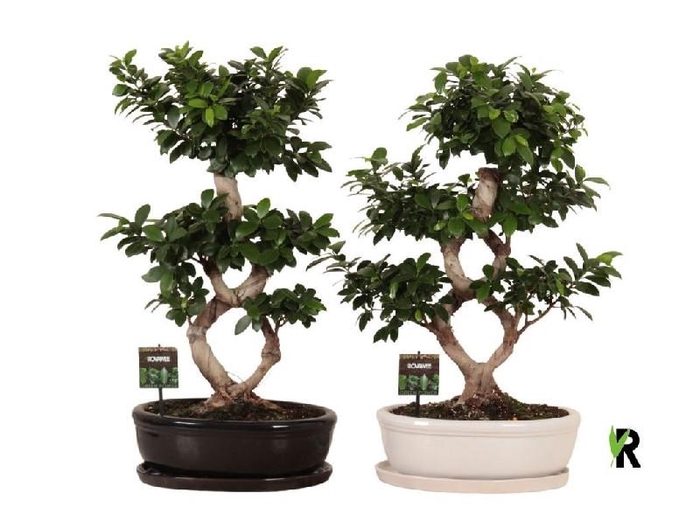 <h4>Ficus Mi Ginseng</h4>