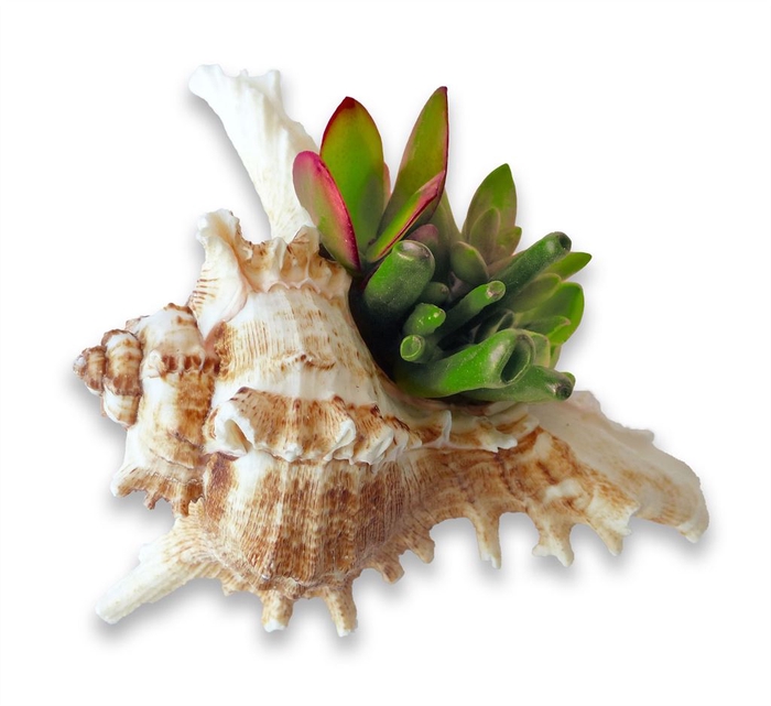 <h4>Planten  ..in schelp L%</h4>
