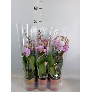 Phalaenopsis multi.   ...lilac