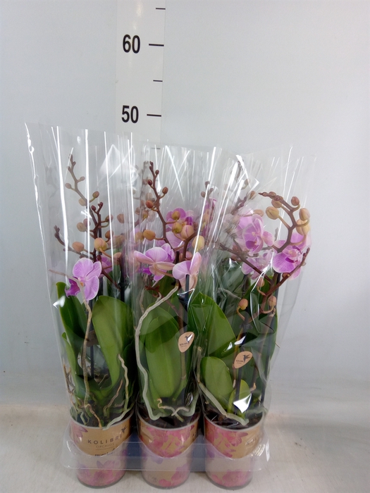 <h4>Phalaenopsis multi.   ...lilac</h4>