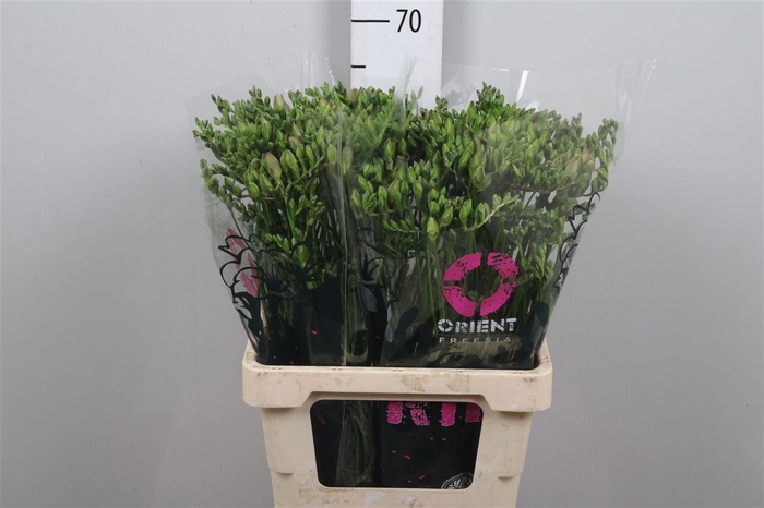 <h4>Fr Du Honeymoon</h4>