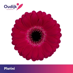 Germini Platini Doos