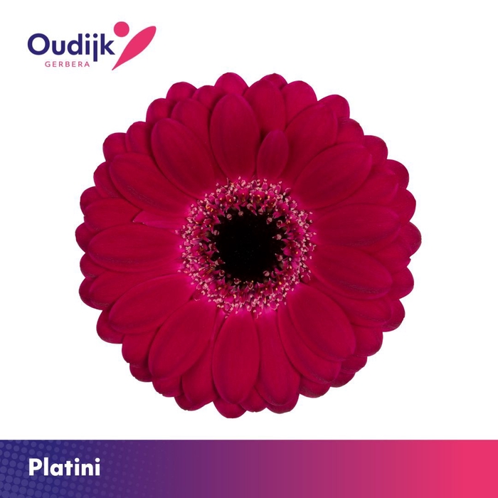 <h4>Germini Platini Doos</h4>