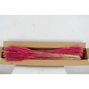 DF Pampas Silvy Cerise