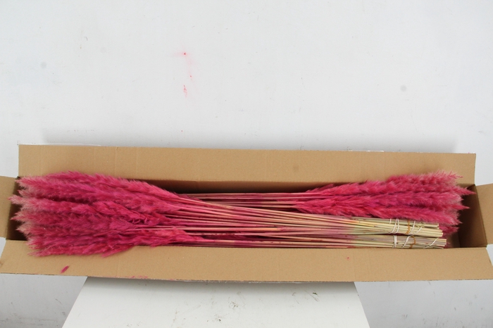 <h4>DF Pampas Silvy Cerise</h4>