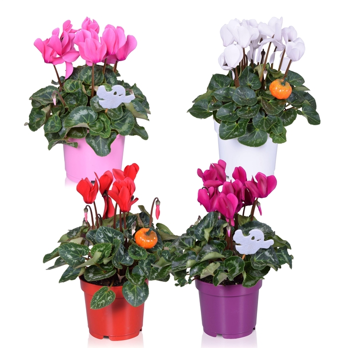 <h4>Cyclamen in Ton sur Ton kweekpot met bijsteker (Halloween)</h4>