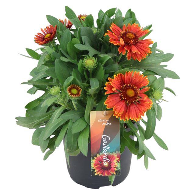 <h4>GAILLARDIA SPIN TOP YELLOW TOUCH P1</h4>
