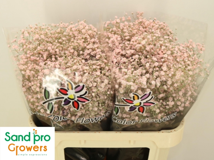 <h4>GYPS KLB H%</h4>