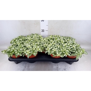 Fittonia  'Mosaic White Tiger'