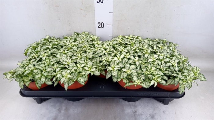 <h4>Fittonia 'Mosaic White Tiger'</h4>