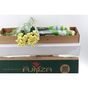 Di St Illiad Yellow Box