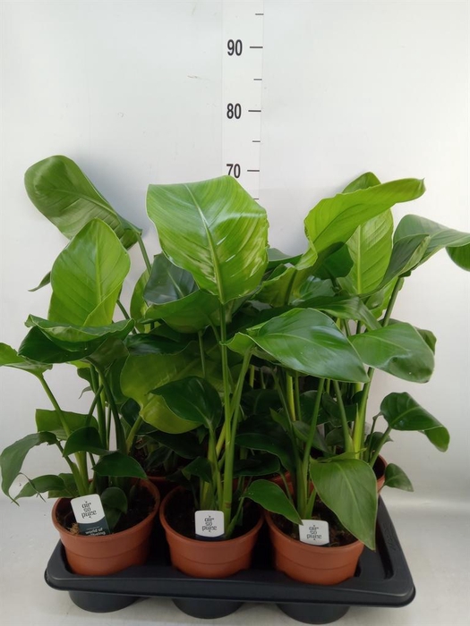 <h4>Strelitzia nicolai</h4>