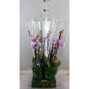 Phalaenopsis   ...