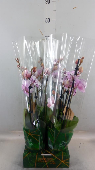 <h4>Phalaenopsis ...</h4>