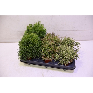 Rhipsalis Gem